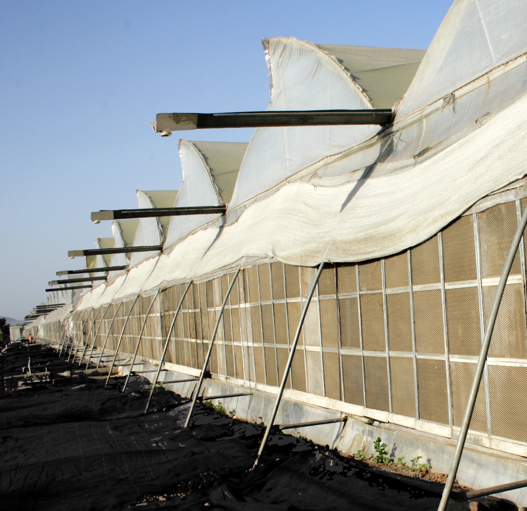 Greenhouse Project 33